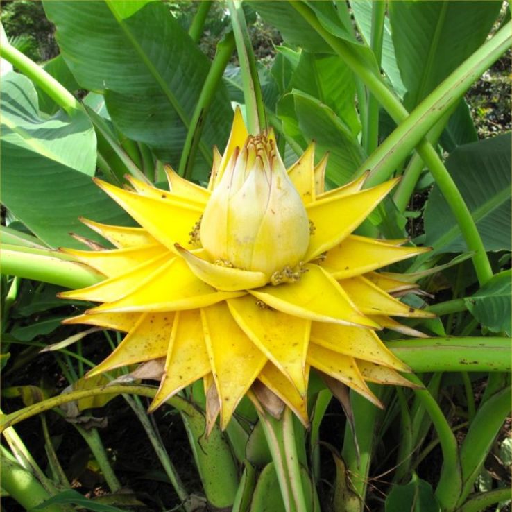 White Musella Lasiocarpa Flower seeds for Planting - Hardy Variety, Heirloom & GMO Free Seeds for Home Garden
 
 Sale