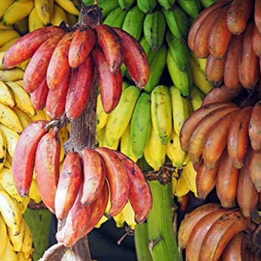 Mixed Banana Musa Fruit Seeds for Planting in Tropical Garden