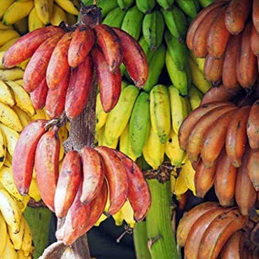 Mixed Banana Musa Fruit Seeds for Planting in Tropical Garden