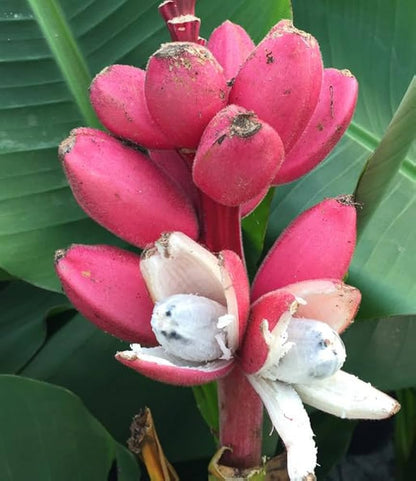 Musa Velutina Pink Banana Tree Seeds
