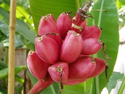 Dwarf Pink Banana (Velvet Musa Velutina) Flowering Fruit Tree Seeds