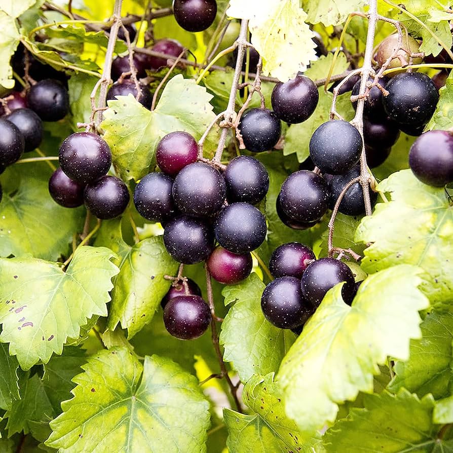 Muscadine Vitis Rotundifolia Grape Seeds heirloom non-gmo organic garden seeds