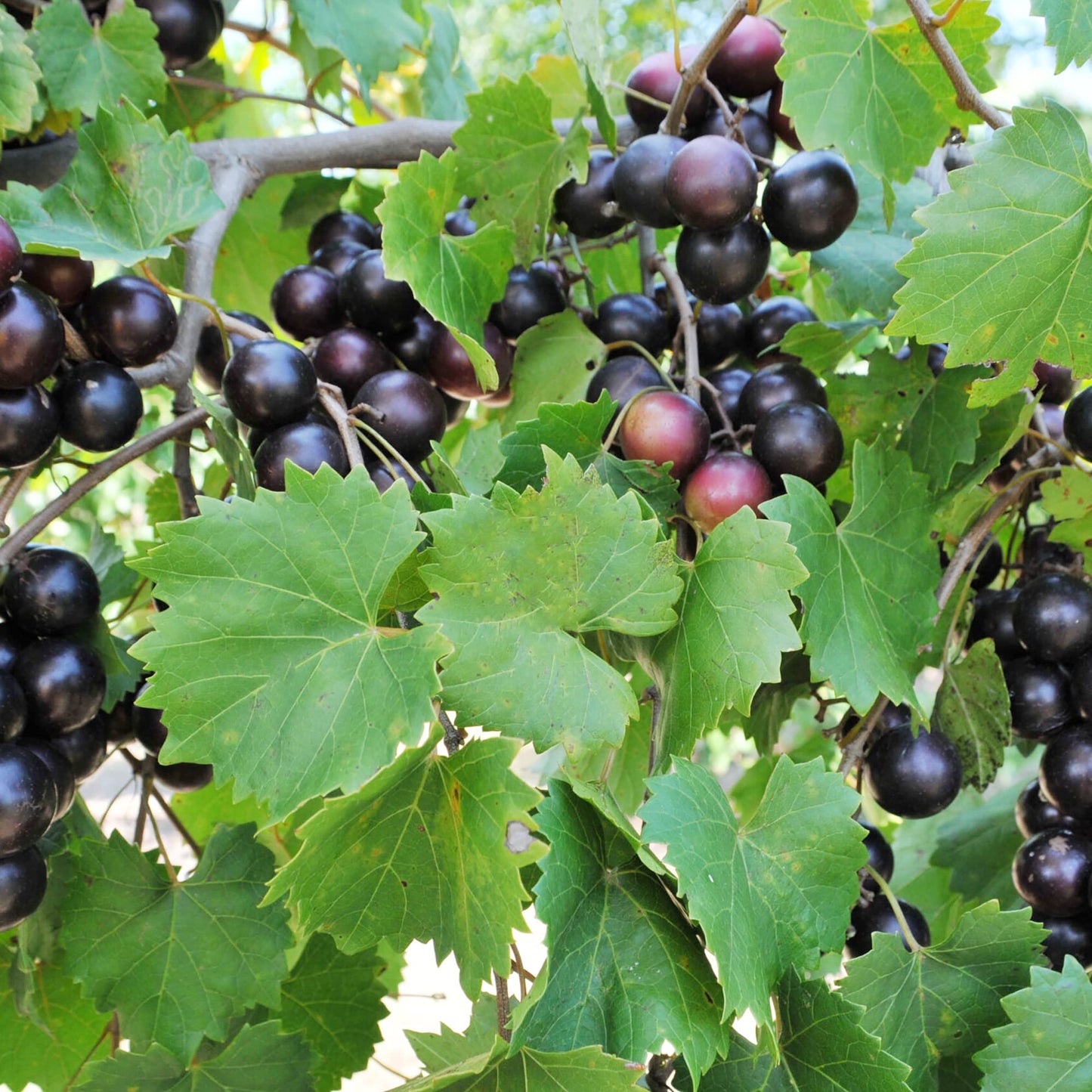 Muscadine Vitis rotundifolia Traubensamen