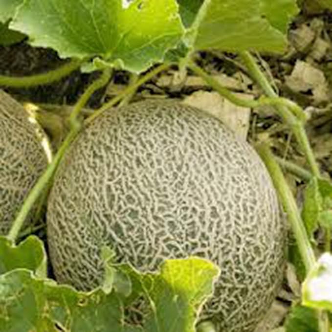 Musk Melon Cucumis melo Fruit Seeds for Planting in Tropical Garden