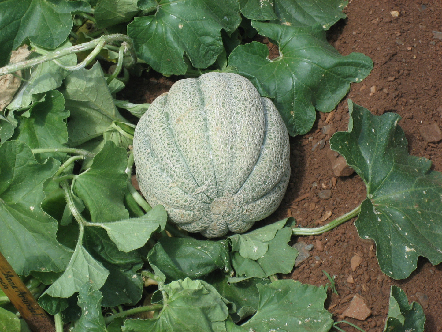 Musk Melon Seeds For Planting Sweet Fruits heirloom non-gmo organic garden seeds