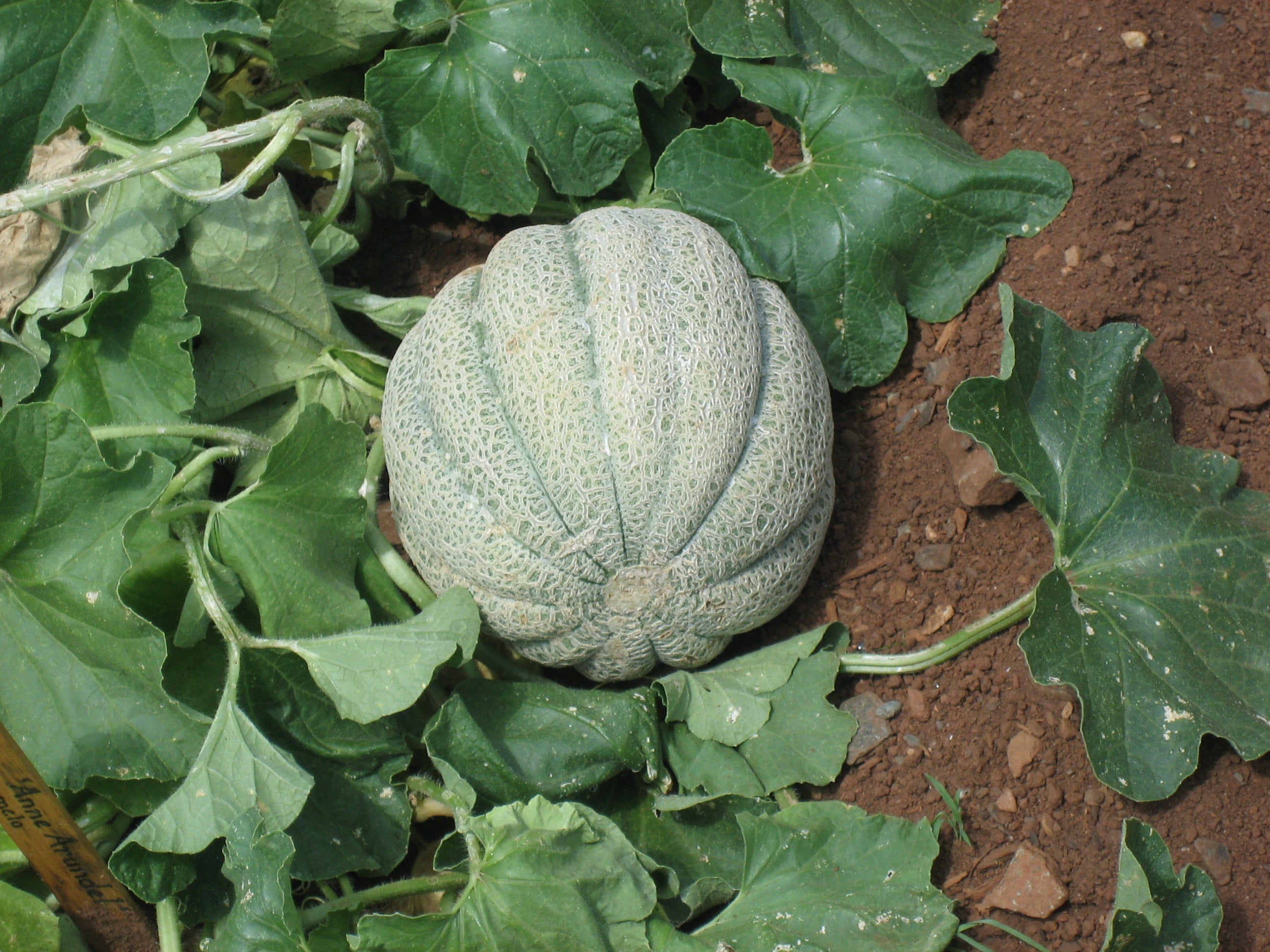 Musk Melon Seeds For Planting Sweet Fruits heirloom non-gmo organic garden seeds
