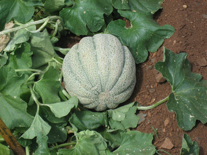 Musk Melon Seeds For Planting Sweet Fruits heirloom non-gmo organic garden seeds