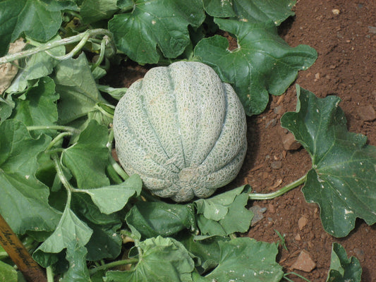 Musk Melon Seeds For Planting Sweet Fruits heirloom non-gmo organic garden seeds
