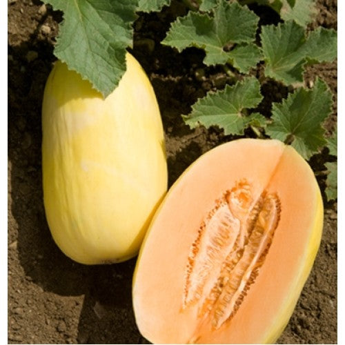 Crenshaw Melon (Muskmelon / Winter Melon / Crenshaw) Cucumis Melo Fruit Seeds