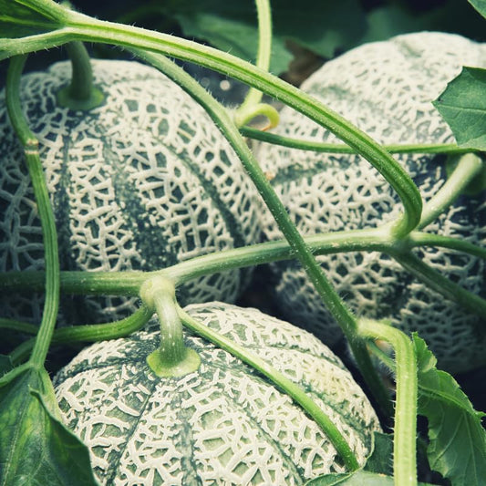 Muskmelon Seeds For Planting Cucumis Melo Fruit Garden Vegetable Patch heirloom non-gmo organic garden seeds