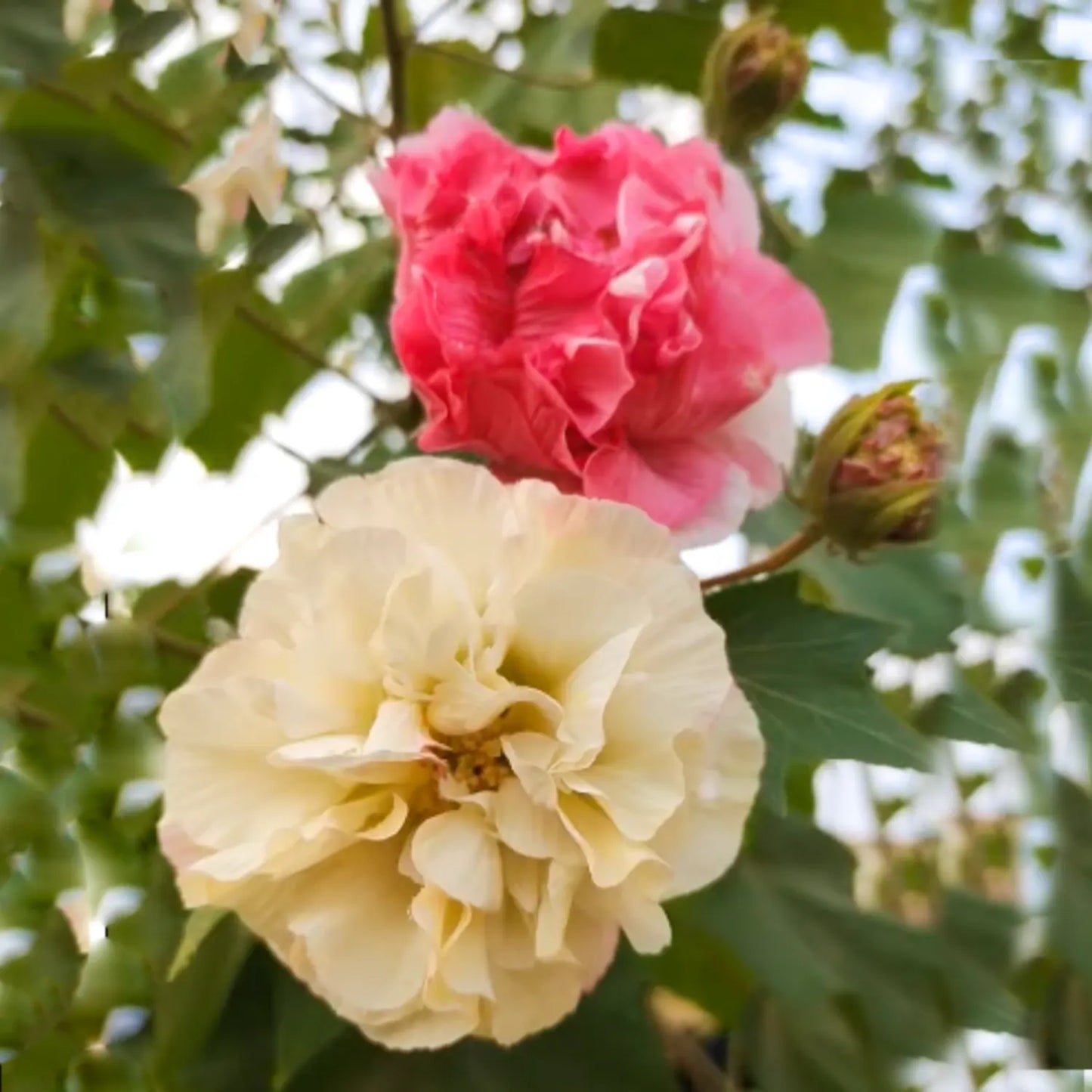 Confederate Rose Flower Seeds