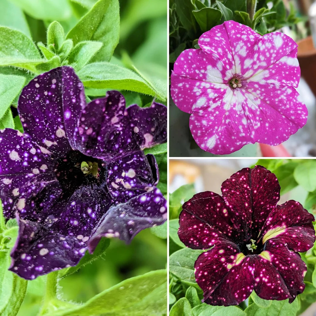Starry Petunia Flower Seeds