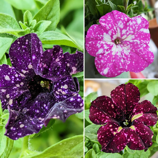 Starry Petunia Flower Seeds