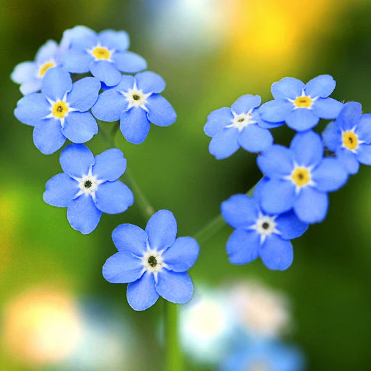 Semillas de flor de Myosotis Sylvatica para plantar Esenciales para jardín campestre Semillas tradicionales y libres de organismos modificados genéticamente para jardín casero