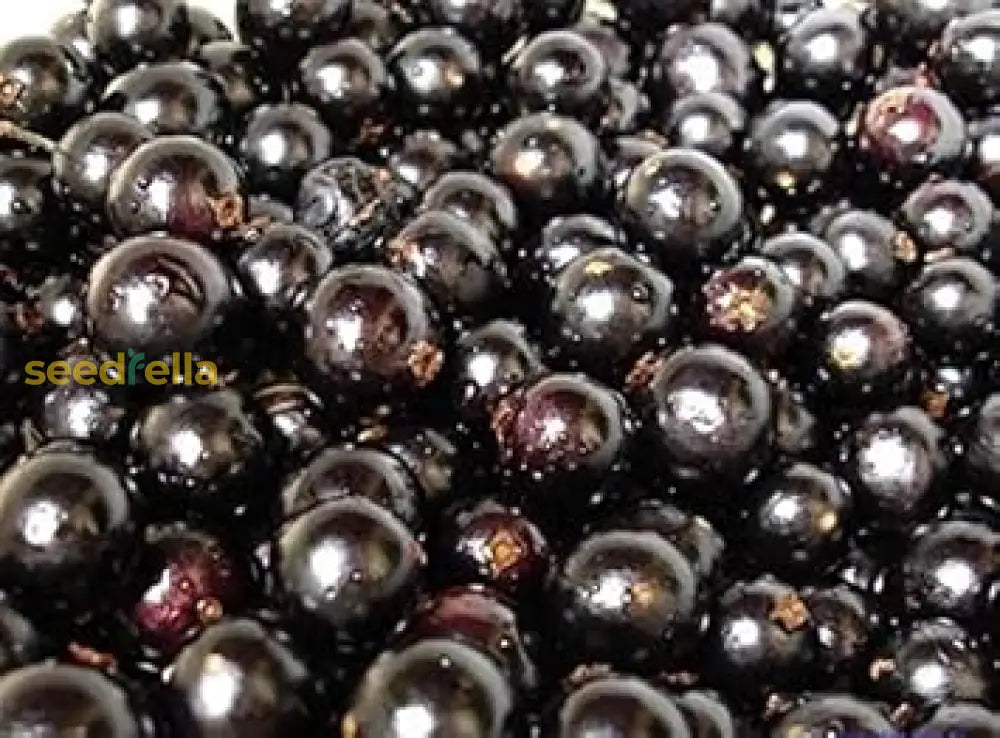 Black Brazilian Grape Fruit Seeds for Planting