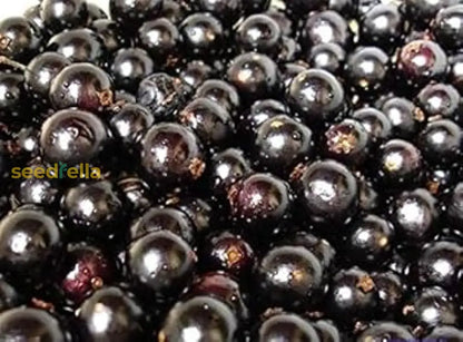 Black Brazilian Grape Fruit Seeds for Planting