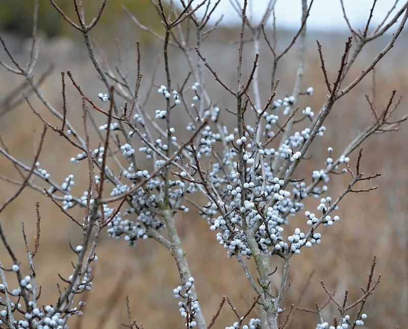 Myrica Pennsylvanica Northern Bayberry Seeds
