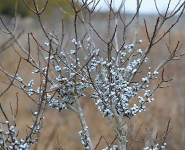 Myrica Pennsylvanica Northern Bayberry Seeds