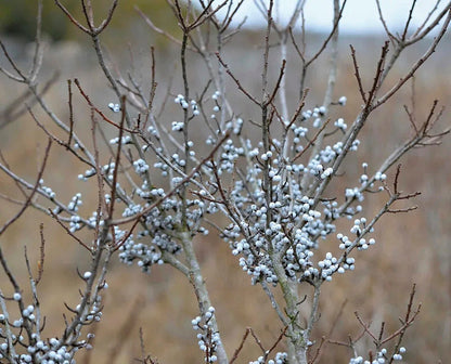 Myrica Pennsylvanica Northern Bayberry Seeds