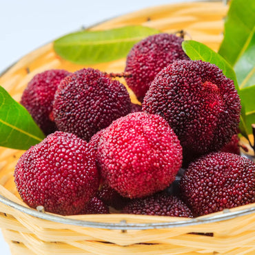 Wacholderbeeren-Samen zum Pflanzen – Ziehen Sie Ihre eigenen Sträucher heran