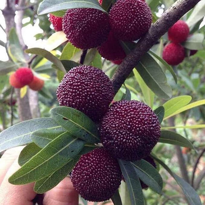 Myrica Pennsylvanica Nord Bayberry Seeds