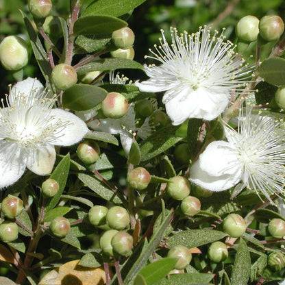 Myrtus Communis Flower Seeds
