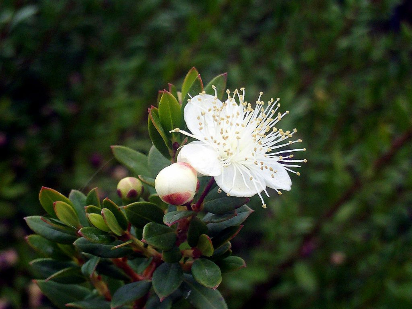 Myrtus Communis Flower Seeds