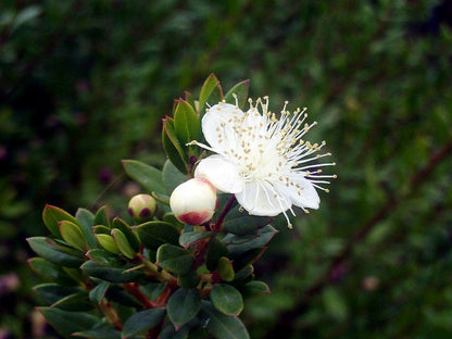 Myrtus Communis Flower Seeds