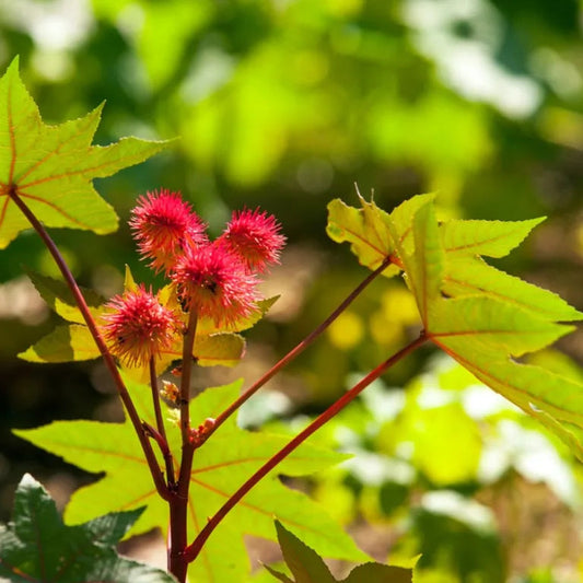 Castor Bean Herb Seeds