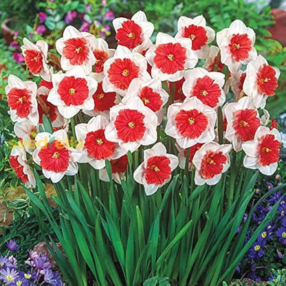 Narcissus White Red Seeds For Planting - Elegant Flower Blooms