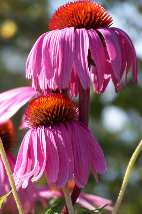 Narrow Leaf Echinacea (Echinacea angustifolia) Seeds