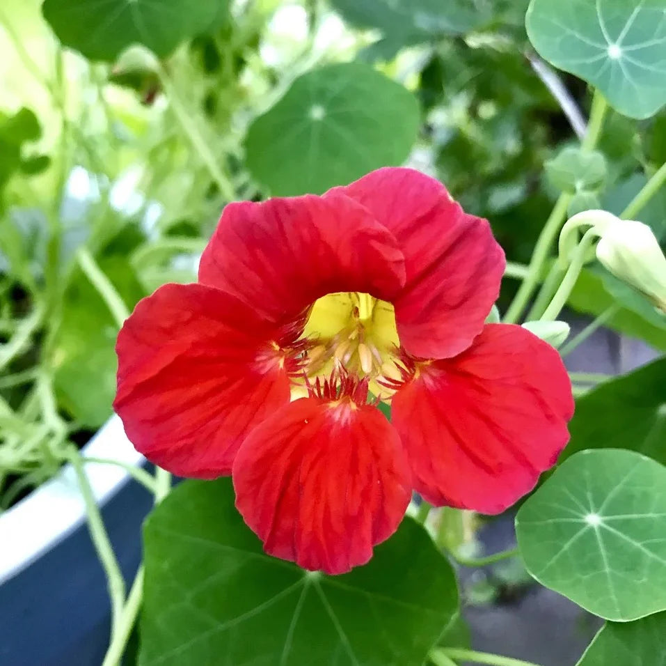 Cherry Rose Jewel Nasturtium Flower Seeds