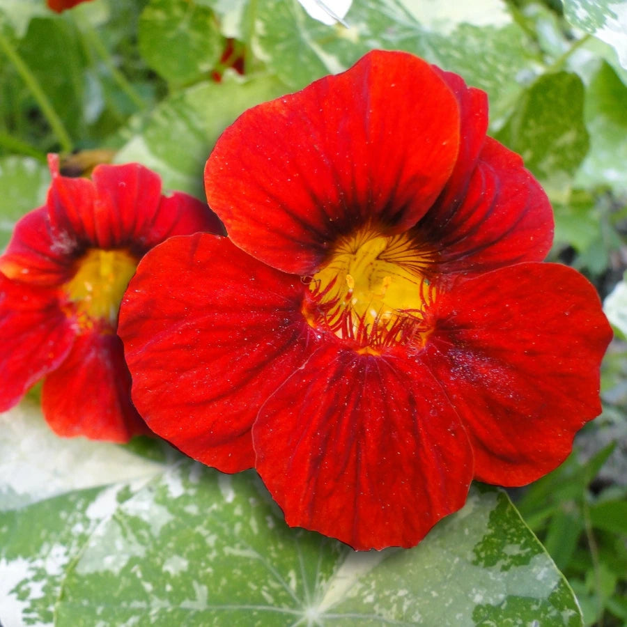 Red Nasturtium Flower Seeds