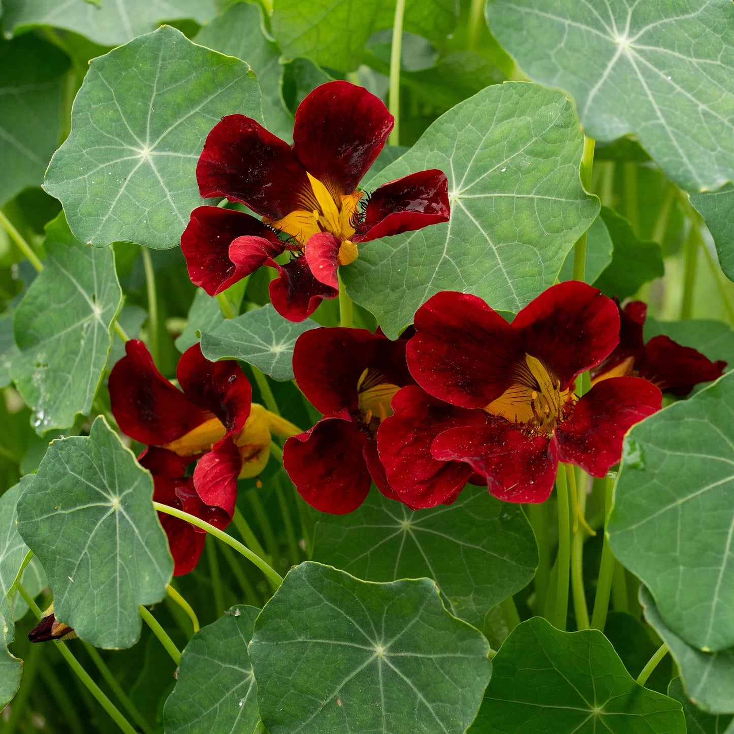 Black Velvet Nasturtium Plant in Garden Bed