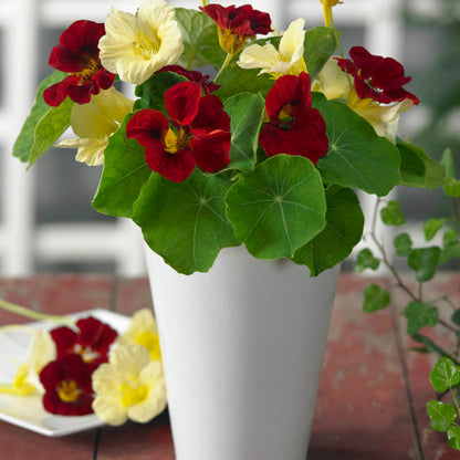 Night and Day Nasturtium Flower Seeds