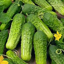 National Pickling Cucumber (Cucumis sativus) Seeds