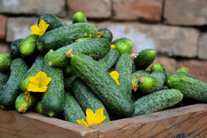 National Pickling Cucumber Cucumis Sativus Seeds heirloom non-gmo organic garden seeds