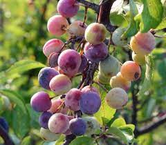 Beach Plum (Prunus Maritima) Native Edible Fruit Shrub Bush White Flower Seeds