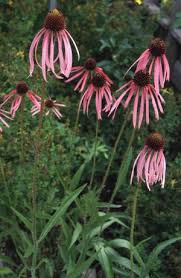 Echinacea Seeds - Narrowleaf (Echinacea angustifolia)