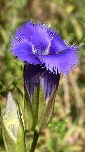 フリンジ付きリンドウ（リンドウ属クリー二タ種／リンドウモドキ属）在来薬草 青紫色の花の種