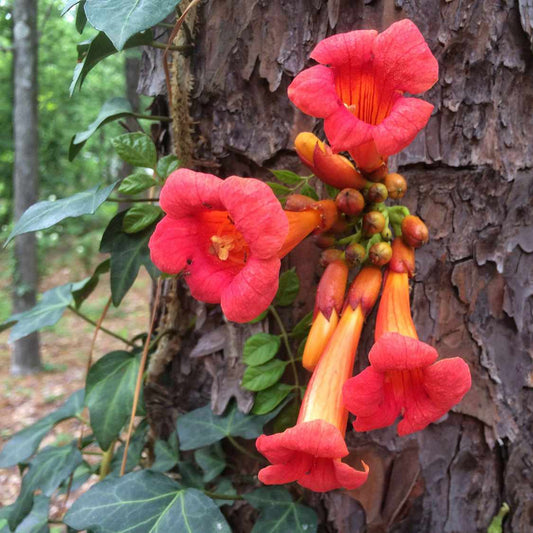Scarlet Trumpet Vine Flower Seeds