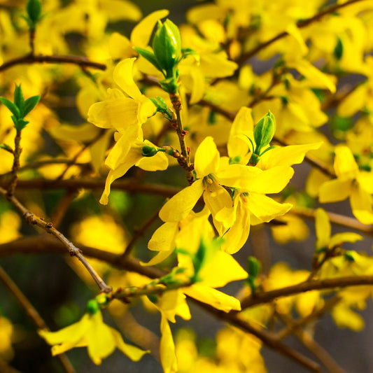 Yellow Forsythia Flower Seeds