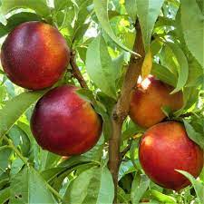 Red Nectarine Fruit Planting Essentials - Seeds for Delicious Homegrown Fruits and Abundant Harvest in Your Garden