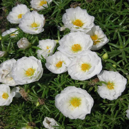 Weiße Portulak-Blumensamen zum Pflanzen – Robuste Sorte, Erbstücksamen & GVO-freie Samen für den Hausgarten