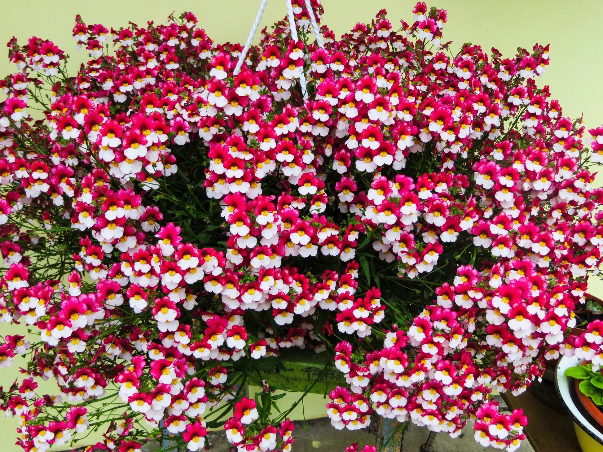 Step-by-Step Guide for Growing Nemesia Strumosa Seedlings
