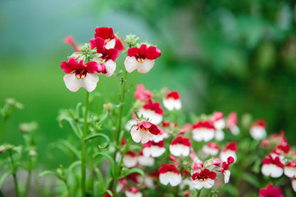 Nemesia Strumosa Red and White Bicolor Blooms in Garden