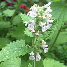 Heirloom Catnip (Nepeta cataria) Herb Flower Seeds