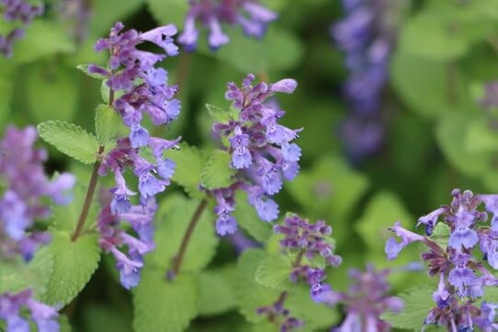 Catnip Nepeta Cataria Seeds – Perennial Herb For Bonsai And Garden heirloom non-gmo organic garden seeds