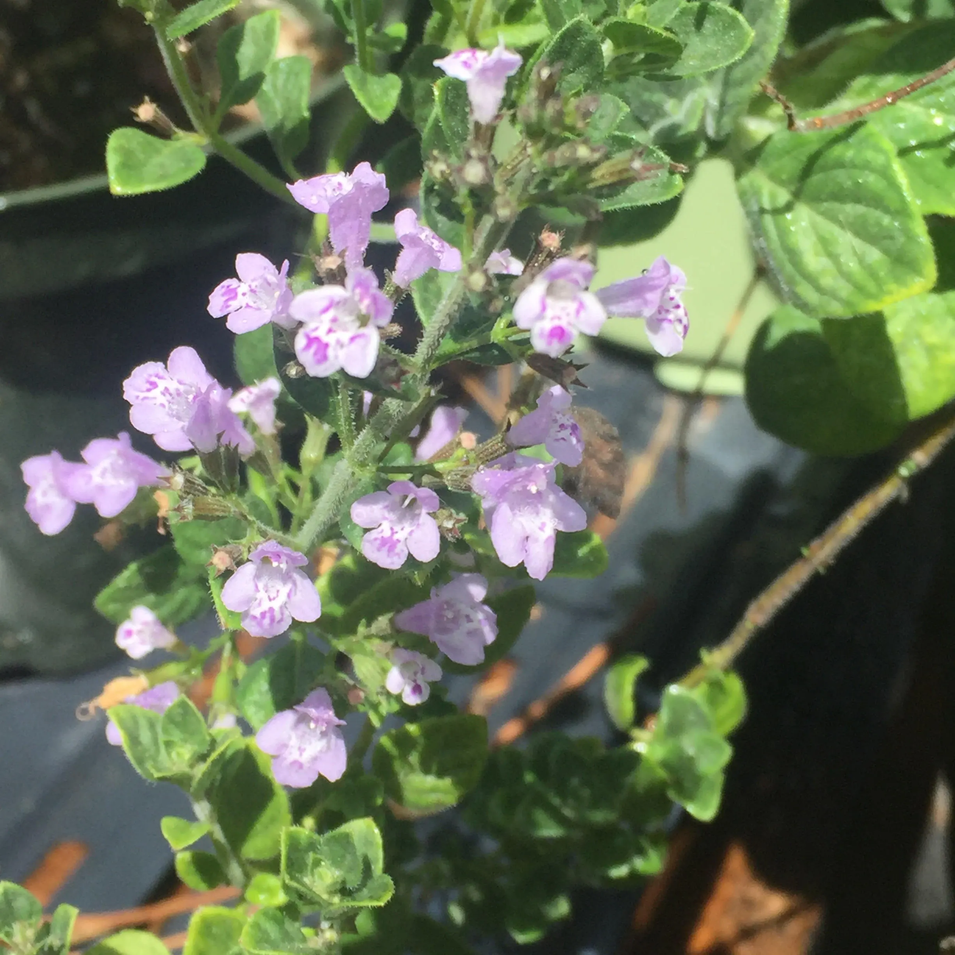 Nepitella Calamintha Nepeta Seeds heirloom non-gmo organic garden seeds