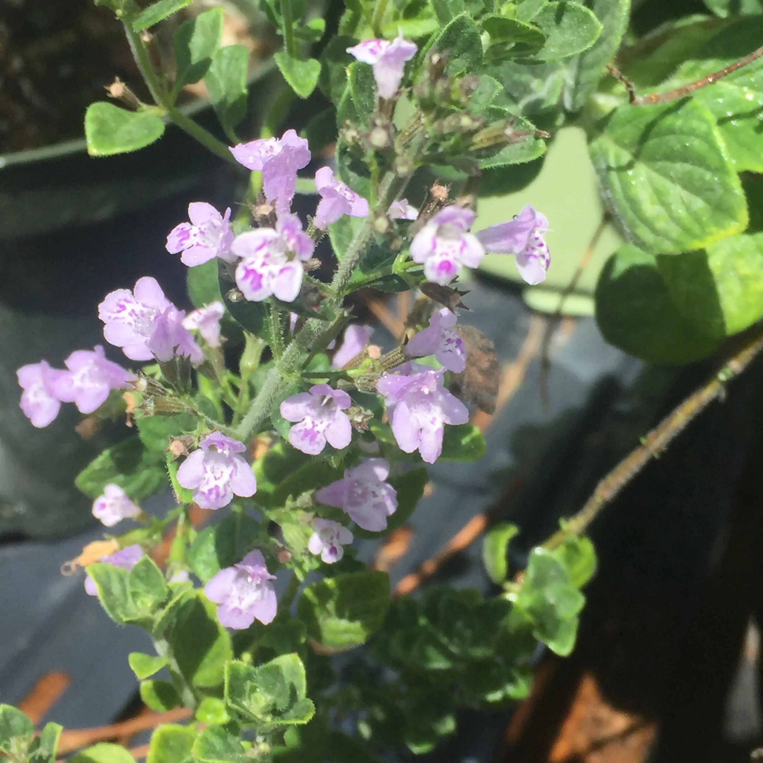 Nepitella Calamintha Nepeta Seeds heirloom non-gmo organic garden seeds